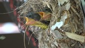 Olive-backed sunbird mother feeding