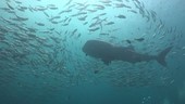 Whale shark swimming through fish