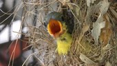 Olive-backed sunbird chick