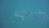 Whale shark, Thailand