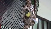 Olive-backed sunbird fledging