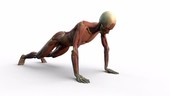 Person doing press-ups, muscular structure