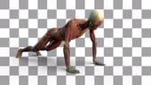 Person doing press-ups, muscular structure