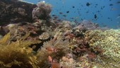 Ring-tailed cardinalfish