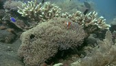 False clown anemonefish