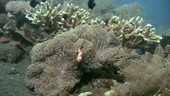 False clown anemonefish