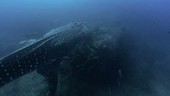 Whale shark