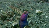 Jawfish male