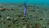 Jawfish male