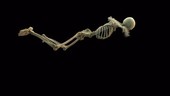 Swimmer's skeletal structure
