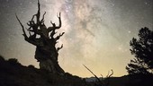 Bristlecone pine and Milky Way, time-lapse footage
