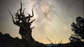 Bristlecone pine and Milky Way, time-lapse footage