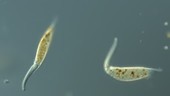 Dileptus predatory ciliate, LM