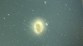 Diaphoropodon amoeba timelapse, LM