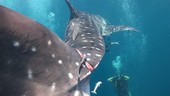 Divers with injured whale shark