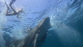 Whale shark with injured tail