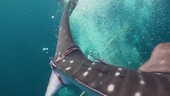 Whale shark with injured tail