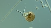Lesquereusia amoeba timelapse, LM