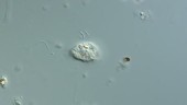 Cochliopodium amoeba timelapse, LM