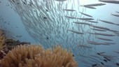 Fish over sea anemone