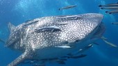 Injured whale shark