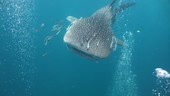 Whale shark swimming through bubbles