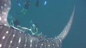 Whale shark with injured tail