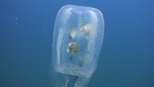 Fish in box jellyfish bell