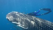 Whale shark with free divers