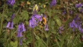 Bumblebee feeding on bluebell flowers, high-speed footage