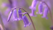 Bluebell flowers, focus pull footage