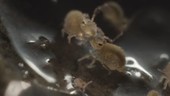 Globular springtails, light microscopy footage