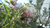 Bumblebee feeding on flowers, high-speed footage