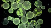 Volvox algae colonies, light microscopy