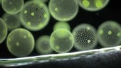 Volvox algae colonies, light microscopy