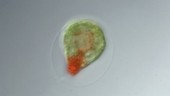 Green and red Haematococcus alga