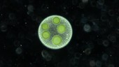 Volvox algae colony, light microscopy