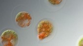 Haematococcus pluvialis algae