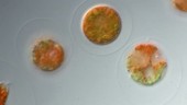 Haematococcus pluvialis algae