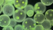 Volvox algae colonies, light microscopy