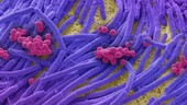 Bacteria found on mobile phone, SEM