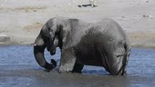 Bull African elephant bathing