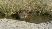 Cape pangolin bathing