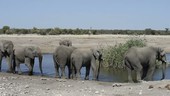African elephant bachelor herd drinking