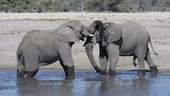 African elephant bulls bathing