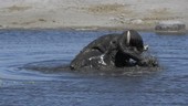 Bull African elephant bathing