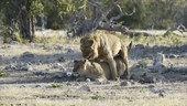 African lions mating