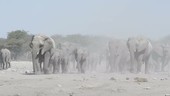 African elephants approaching waterhole