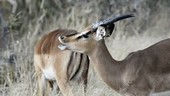 Male black-faced impala flehmen response