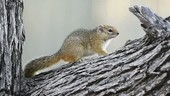 Smith's bush squirrel feeding